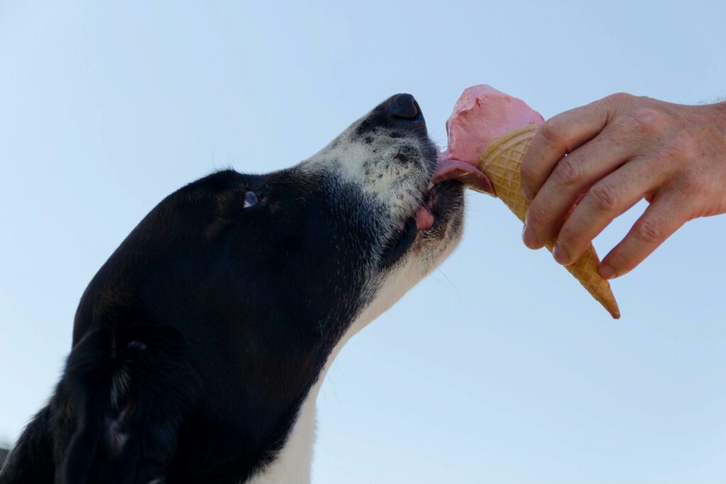 chien qui lèche une glace