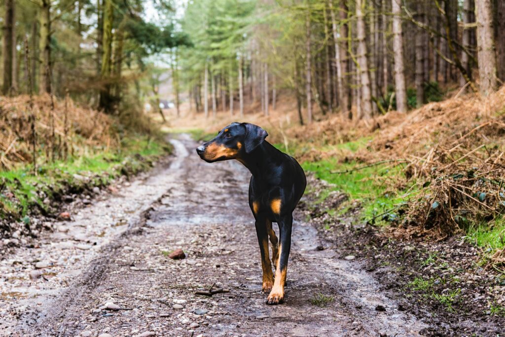 doberman en forêt
