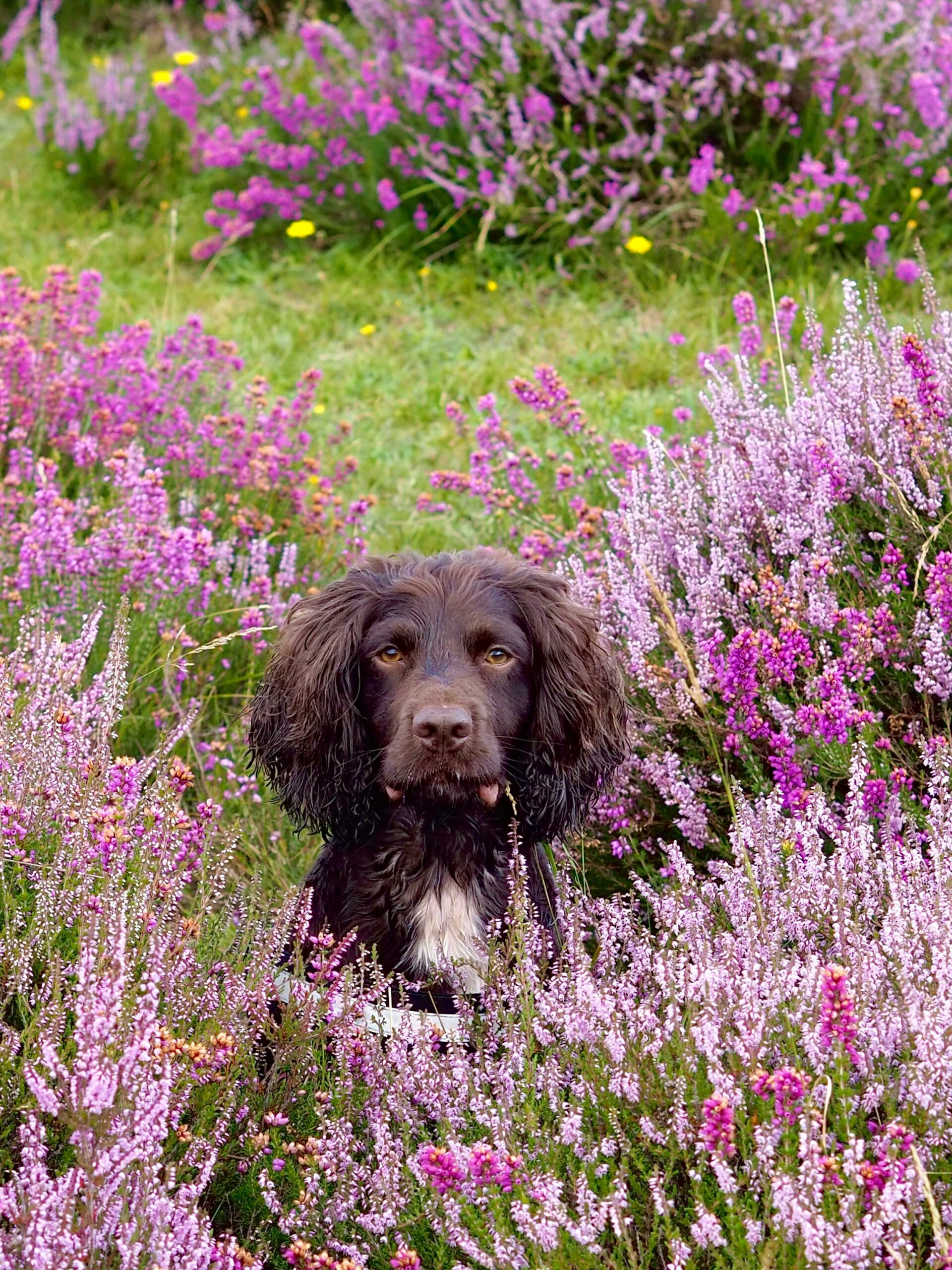 chien dans un champs de fleur