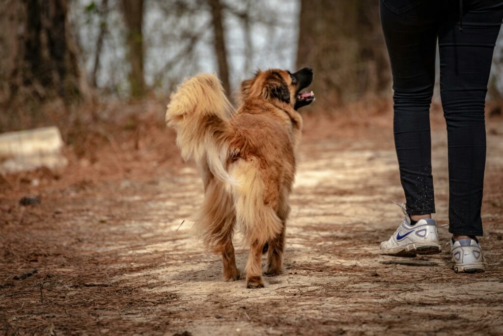 personne qui promène son chien