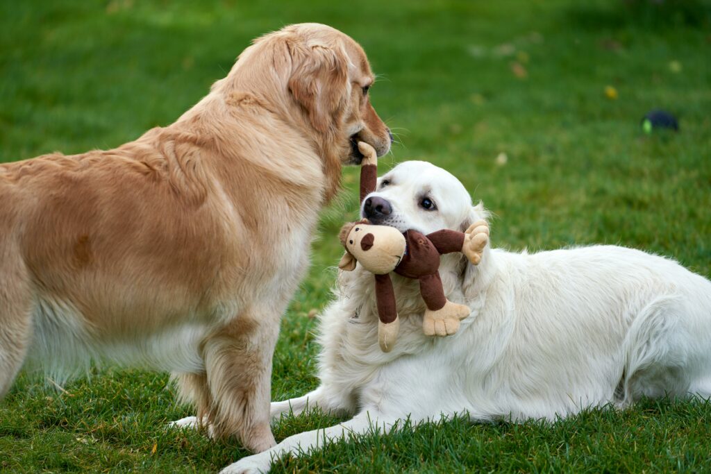 deux goldens retriever qui jouent avec une peluche
