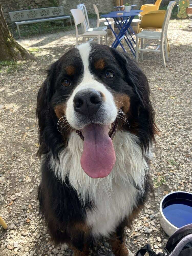 jade, bouvier bernois