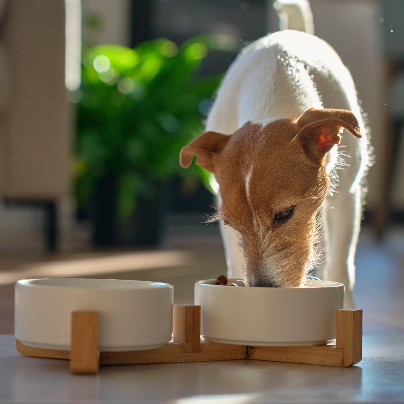 croquettes poisson blanc pour chien senior croquettes poisson blanc pour chien senior