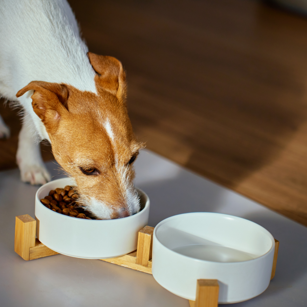 chien qui mange des croquettes