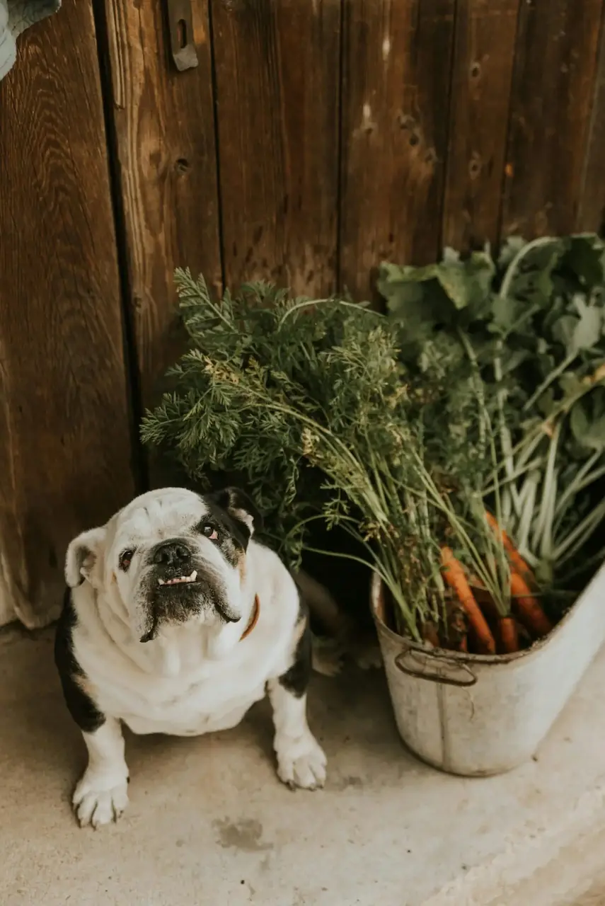 Un bouledogue à côté d'un sac de course