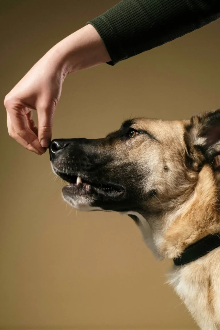 chien qui mange dans la main