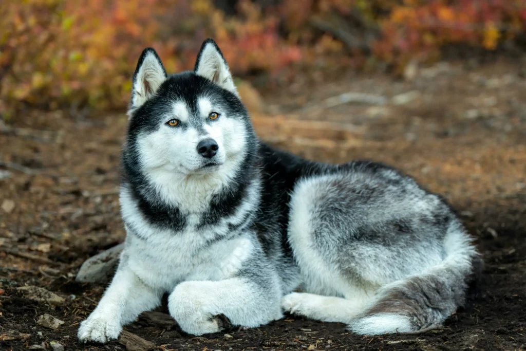 Husky