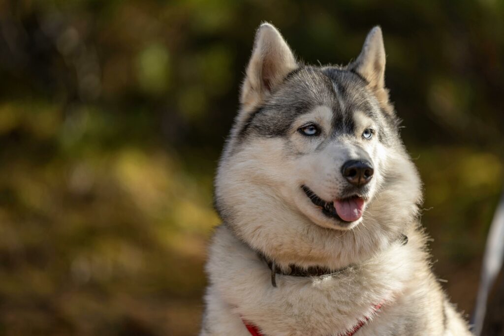 Husky