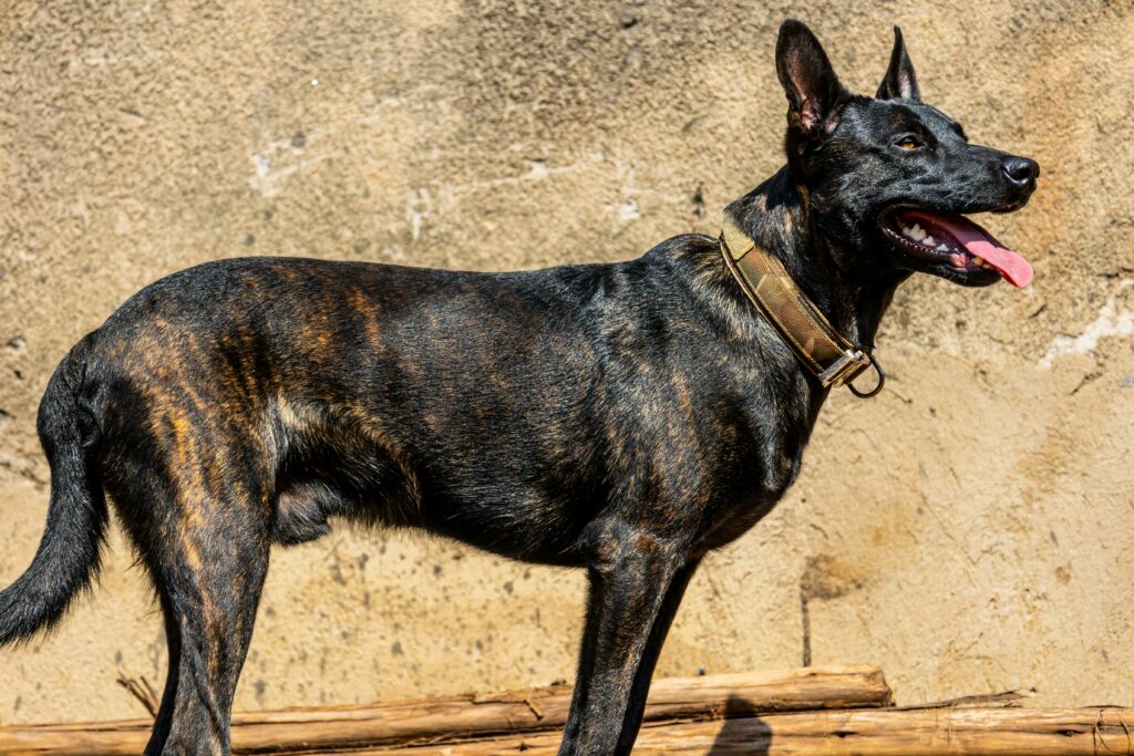 chien adulte