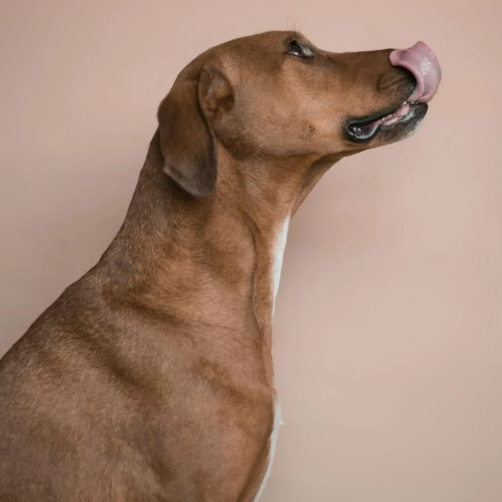 chien qui se lèche les babines