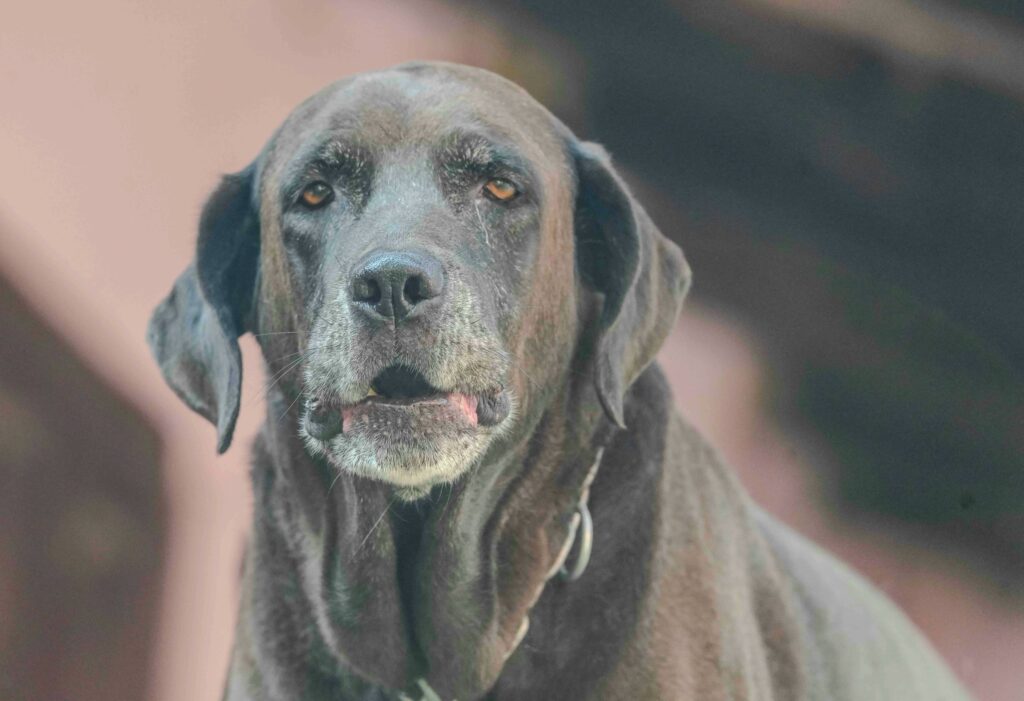 chien senior