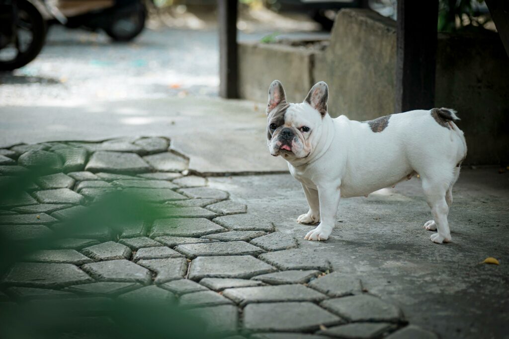 chien stérilisé