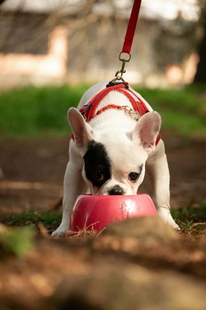 petfood