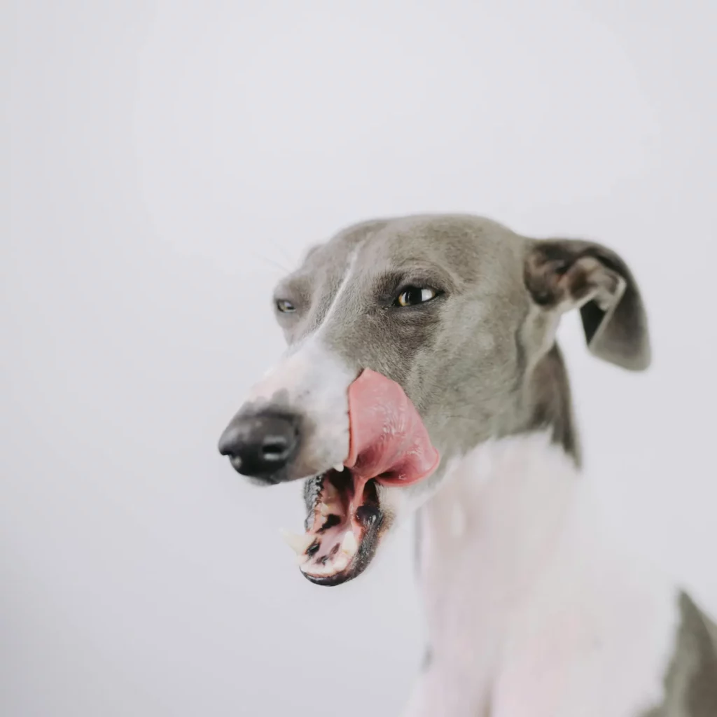 whippet