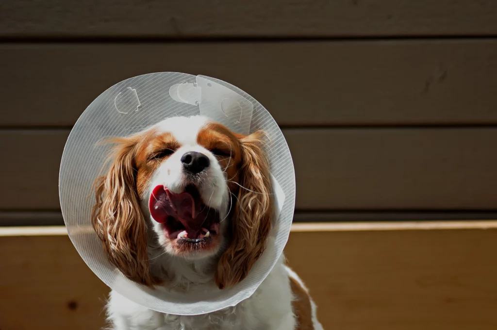 chien post stérilisation