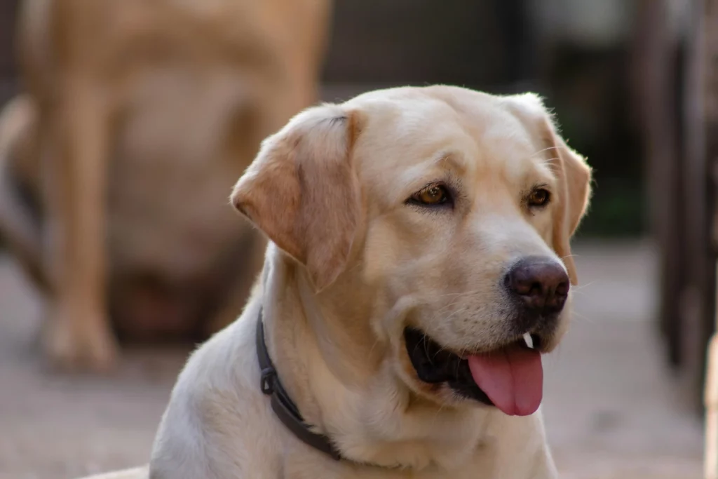 labrador