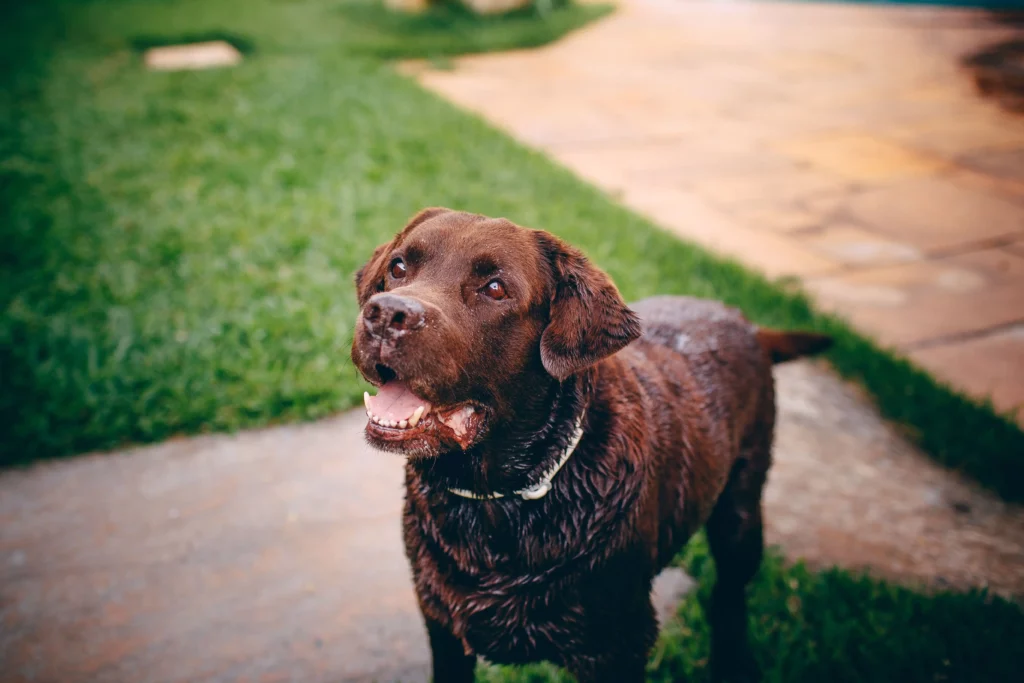 labrador chocolat