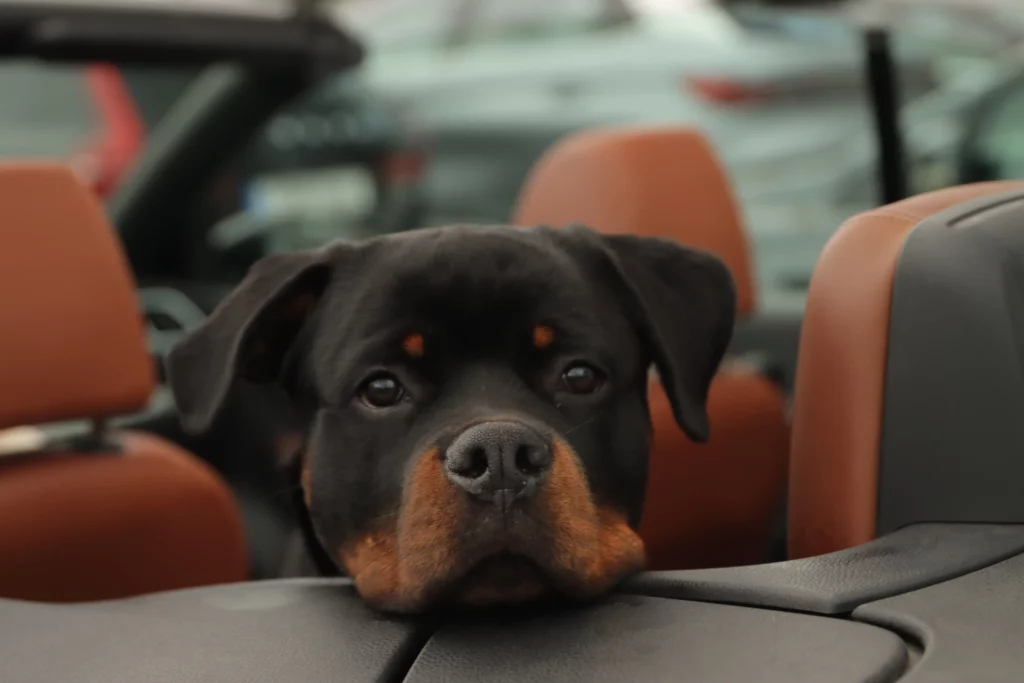 rottweiler