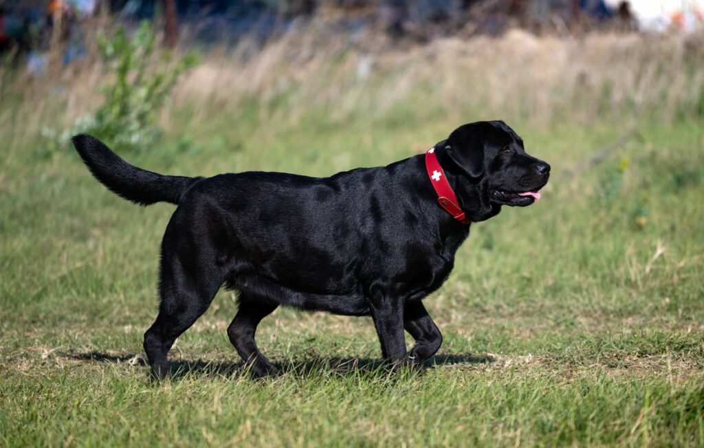 labrador surpoids