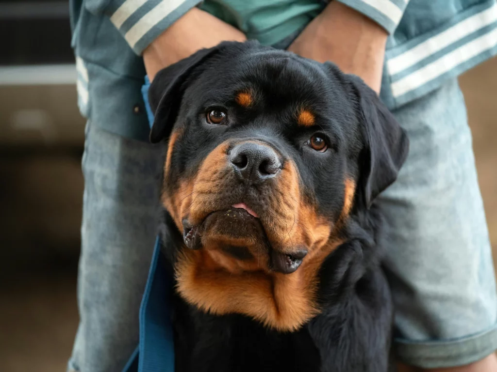 rott